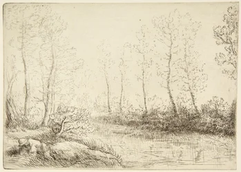Koivut