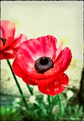 Red Anemone, 2013, (digitaalinen sekamediafonografia)
