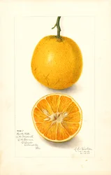 Hartsin myöhäiset appelsiinit (Citrus sinensis) (akvarelli)