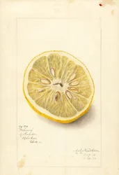 Ichang Appelsiini (Citrus sinensis) (vesiväri)