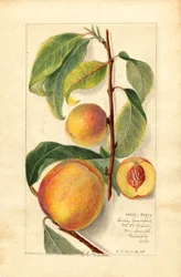 Persikat (Prunus persica) (vesiväri)