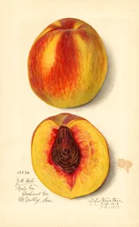 Persikat ( Prunus persica: J.H. Hale) (akvarelli)