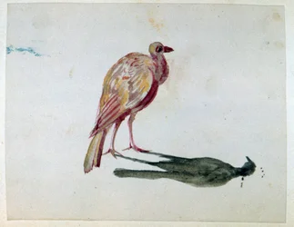 A Bird". Akvarelli. Aurore Amadine Lucie Dupin (1804-1876) ranskalainen kirjailija ja feministi, joka kirjoitti nimellä George Sand.