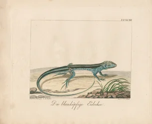 Blue-headed Skink (käsinvärjätty kuparikaiverruskaiverrus)