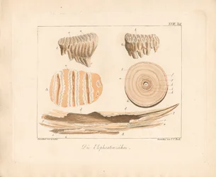 Norsunvarpaat (värillinen kuparikaiverrus)