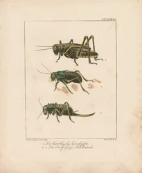 Grasshopper and Bush Crickets (käsin väritetty kuparikaiverrus)