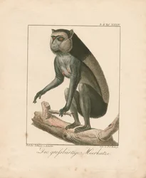 Isopartainen apina (käsin väritetty kuparikaiverrus)