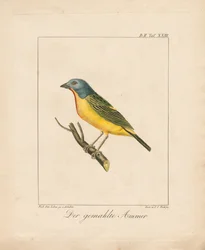 Painted Bunting (käsin värjätty litografia)