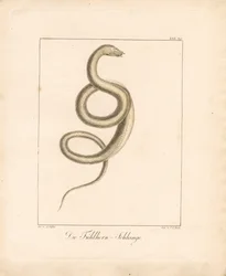 The Feeler Snake (käsin väritetty litografia)