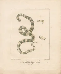 Ruohokäärme (käsin väritetty litografia)