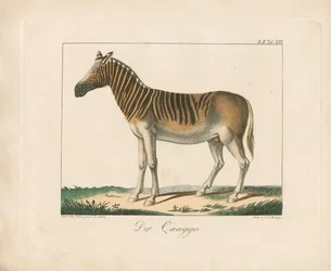 Quagga (käsin väritetty litografia)