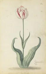 "Speramondi" tulppaani, kukkaalbumista, n.1640