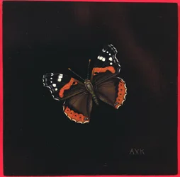 Red Admiral perhonen, 2001