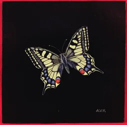 Swallowtail perhonen, 1999