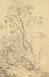 Puut Bromleyssa [tai Trees]