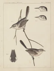 Linnut - U.S.P.R.R. Exp. & Surveys, 35. rinnakkain