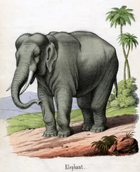 Elefantin antiikkiprintti