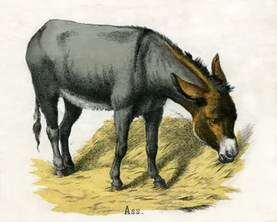 Ass, The Natural History of Animals