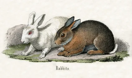 Kanit, The Natural History of Animals
