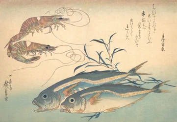 Aji Fish ja Kuruma-ebi, sarjasta Uozukushi Every Variety of Fish, 1830s., 1830s.