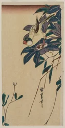 Grosbeak ja Clematis, 1830-luvun puoliväli.