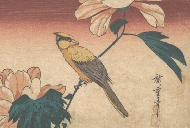 Hibiscus Mutabilis ja Jay, n. 1840, n. 1840