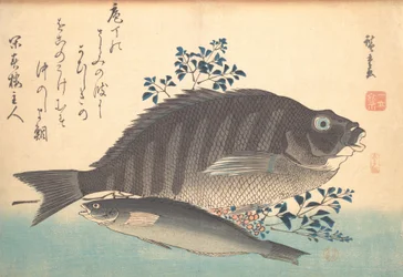 Shimadai ja Ainame Fish, sarjasta Uozukushi Every Variety of Fish, 1840s., 1840s.