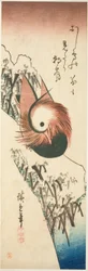 Mandariinisorsa lumisella rannalla