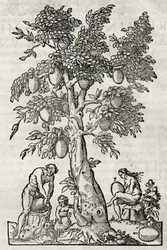 Leipäpuu, kaiverrus Andre Thevet (1504-1592), Pariisi, Ranska