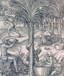 Kap Verden asukkaat valmistavat juomia palmuista, kaiverrus Universal Cosmologysta, Andre Thevet (1504-1592), Pariisi