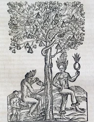 Nana-hedelmä, trooppinen lääkekasvi, kaiverrus Universal Cosmologysta, Andre Thevet (1504-1592), Pariisi