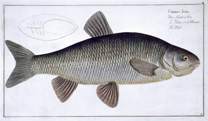 Chub (Cyprinus Jeses) levy VI julkaisusta "Ichthyologie, ou histoire naturelle generale et specifice des poisson", kirjoittanut Marcus Elieser Bloch (1723-99), kaivertanut Gabriel Bodenehr (1673-1766), julkaistu c.