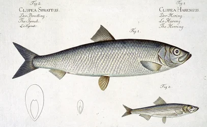 Silli (Clupea Harengus) (kuva 1) ja kilohaili (Clupea Sprattus) levy XXIX julkaisusta "Ichthyologie, ou histoire naturelle generale et particuliere des poissons", Marcus Elieser Bloch (1723-99), kaiverrettu