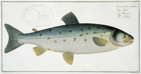 Lohi (Salmo Salar) -levy XX teoksesta "Ichthyologie, ou histoire naturelle generale etspecial des poisson", Marcus Elieser Bloch (1723-99), kaiverrus Gabriel Bodenehr (1673-1766), julkaistu c.