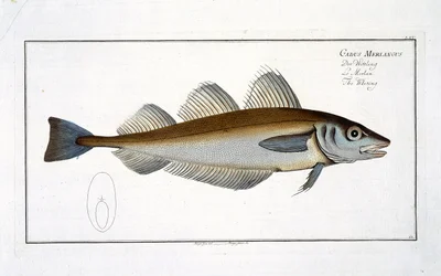 Valkoturskan (Gadus Merlangus) lautanen LXV Marcus Elieser Blochin (1723–1799) julkaisusta Ichthyology tai kalojen yleinen luonnonhistoria, julkaistu noin 1785–1799.