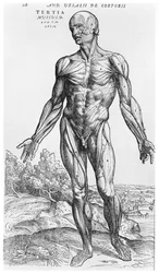 Anatominen tutkielma, kuvitus Andreas Vesaliuksen (1514-64) teoksesta "De Humani Corporis Fabrica", Basel, 1543