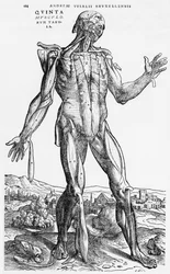 Anatominen tutkielma, kuvitus Andreas Vesaliuksen teoksesta "De Humani Corporis Fabrica" (1514-64), Basel, 1543