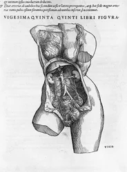 Naisen rintakuvan anatominen taulu. Kaiverrus "" Humani Corpis Fabrica Libri Septem" -kirjaan Andrea Vesalius (1514-1564), Charles V:n lääkäri, Bale