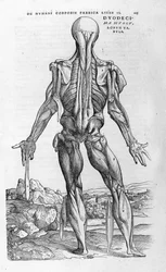 Andreas Vesalius (1514-1564), Kaarle V:n lääkäri. "Humani corporis fabrica libri septem", Basel 1543