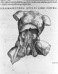 Andrea Vesalio (1514 - 1564), Kaarle V:n lääkäri