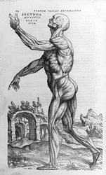 Andreas Vesalius (1514-1564), Kaarle V:n lääkäri. "Humani corporis fabrica libri septem", Basel 1543.