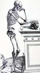 Ihmisen luuranko pääkallo kädessään. Vesaliuksen teoksesta "De Humani Corporis Fabrica". Mahdollinen puupiirroksen leikkaaja: Jan von Calcar