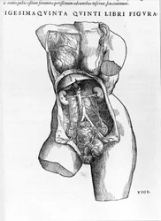 Taulu alankomaalaisen anatomin Andreas Vesaliuksen (1514-1564) tutkielmasta "De Humani Corporis Fabrica libri septem" (latinaksi Andrea Vesalius, hollanniksi Andries Van Wesel). Basel 1543.