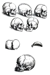Lautaset Andreas Vesaliuksen (1514-1564) De Humani Corporis Fabrica -kirjasta
