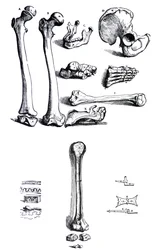 Levyt Andreas Vesaliuksen (1514-1564) De Humani Corporis Fabrican ensimmäisestä kirjasta