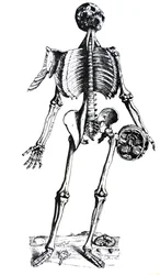 De Humani Corporis Fabrica -teoksen seitsemännen kirjan laatat.