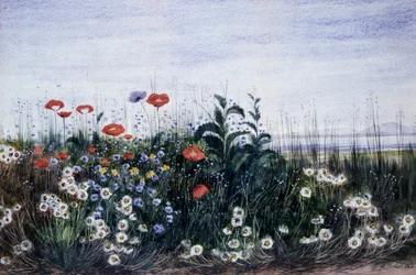 Kenttäkukat. Andrew Nichollin (1804-1886) maalaus Yksityiskokoelma.