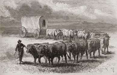 Härkkien ajaminen Amerikan tasangoilla vuonna 1867, kuvitus teoksesta "The World in the Hands", julkaistu 1878