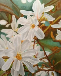 Kukkiva valkoinen magnolia