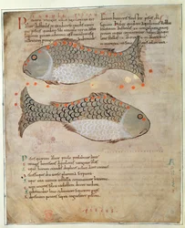 Cott Tib B V Par I 33v The Constellation Pisces elokuvasta "Marvels of the East", n. 1030 (vellum)